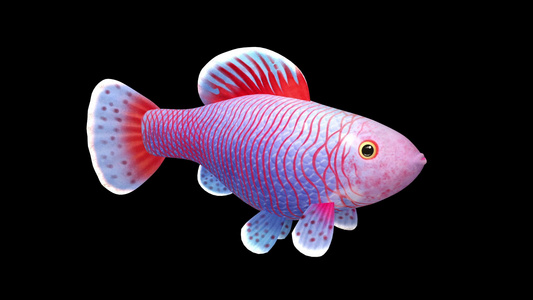 三维鱼动画