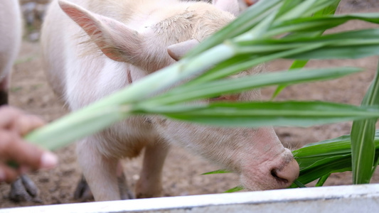 在泰国农场里吃草的水牛视频
