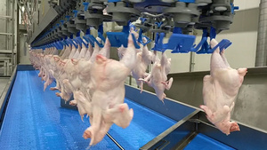 生鸡肉生产线食品厂输送带16秒视频