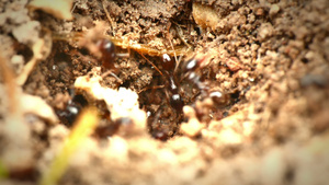 巢中的黑蚁26秒视频
