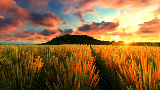 日落时小麦田,背景上是山地视频