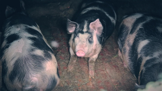 3只猪视频