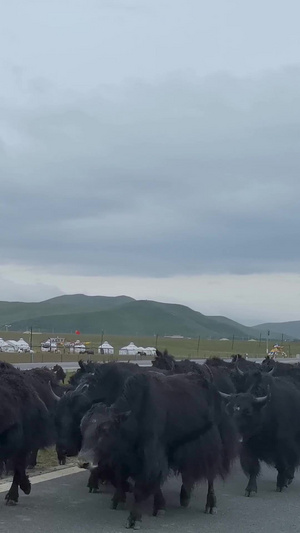 祁连山大草原上成群结队牦牛回家38秒视频