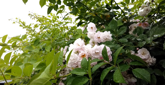 雨中蔷薇[雨里]视频