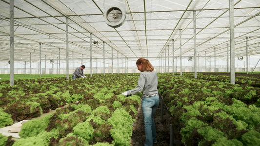 女农学家在温室散步,检查绿色沙拉生长情况视频