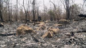 摧毁泰国轮垦森林33秒视频