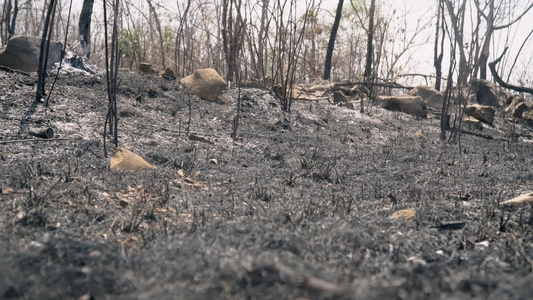 摧毁泰国轮垦森林。 (a) 破坏土地视频