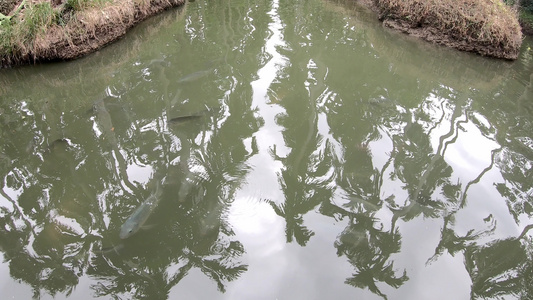 在水中游泳的罗拉菲亚鱼视频