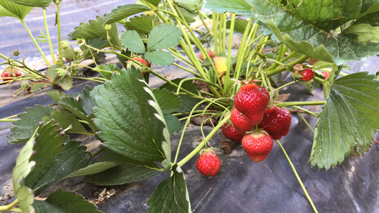 园里的草莓视频