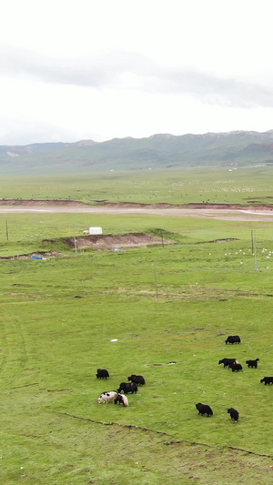 祁连山草原牧场航拍视频旅游目的地63秒视频
