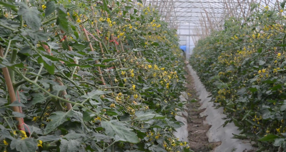 农业番茄种植大棚视频