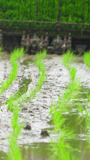 水稻耕种39秒视频