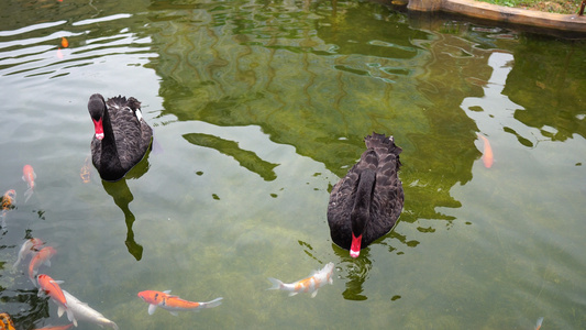 水池里的黑天鹅与鲤鱼4k视频