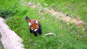 草地上的小熊猫4K23秒视频