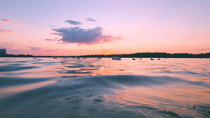 黄昏夕阳下低角度拍摄湖边嬉戏的天鹅14秒视频