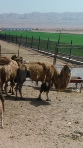 2-新疆户外大量骆驼饲养畜牧业视频