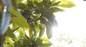 阳光照射下的植物47秒视频