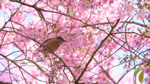  4K樱花中的小鸟16秒视频