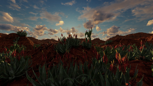 沙漠景观中带有红花的仙人掌植物视频