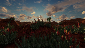 沙漠景观中带有红花的仙人掌植物16秒视频