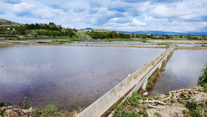 稻田灌溉水渠的水量17秒视频