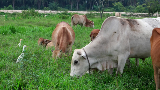 牛在绿田里吃草视频