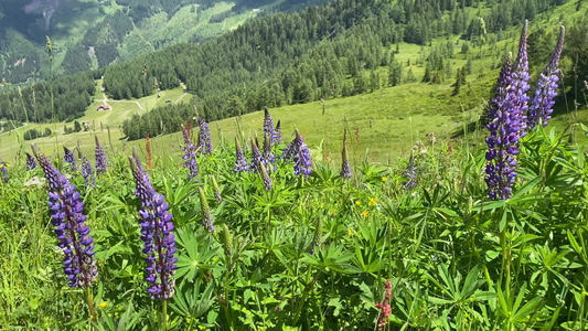 Krahbergzinken山附近的夏季风景视频