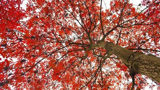 秋天美丽漂亮的红色槭树树叶视频