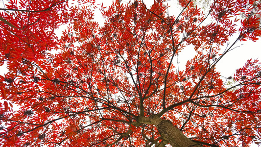 秋天美丽漂亮的红色槭树树叶视频