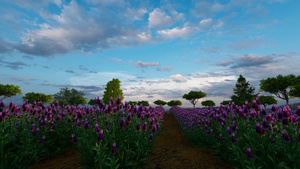 以绿树和美丽的天空为背景的紫色草地25秒视频