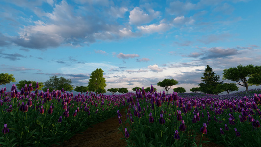 以绿树和美丽的天空为背景的紫色草地视频