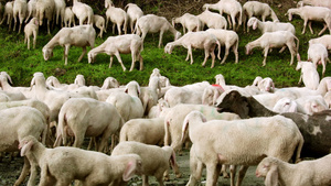在高山路上吃草的牧羊羊群15秒视频