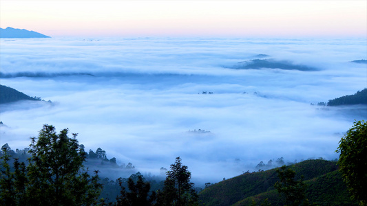 8K森林山脉茶山清晨云海延时视频