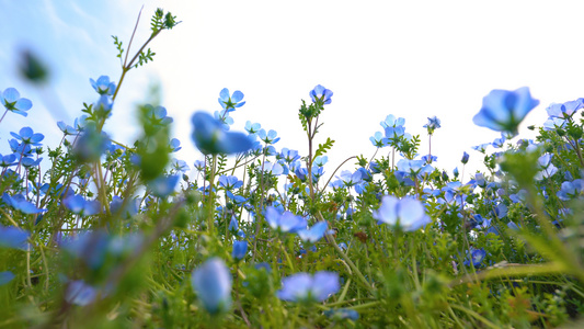 4k春天花卉蓝色喜林草花视频