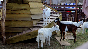 山羊和山羊在乡村的院子里走来走去13秒视频