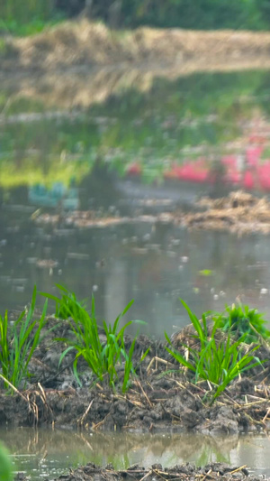 农民种植水稻南方粮食作物53秒视频