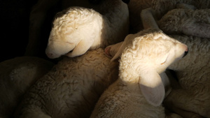 新的小羊在梦中睡着和颤抖15秒视频