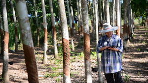 种植橡胶树,种植农林、植树16秒视频