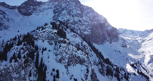 高雪山,树苗生长在荒原上20秒视频