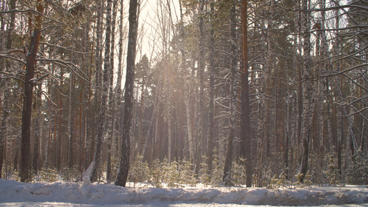 阳光背景的冬季森林。冬日阳光明媚的森林降雪视频