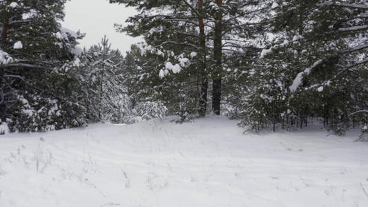 冬季雪林视频