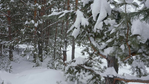 冬天的树木和树林里的雪10秒视频