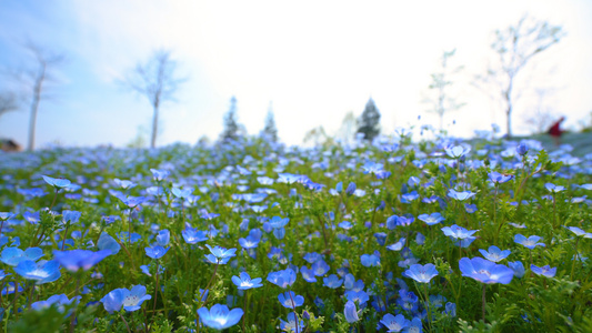 4k蓝色喜林草花海花田视频