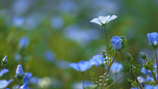 4k路边蓝色花田喜林草的花卉[蓝星花]视频