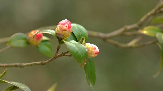 4k山茶花花苞视频