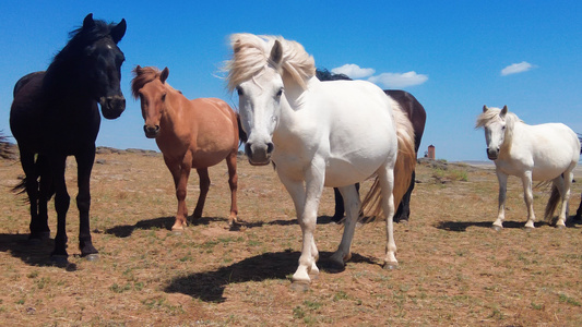 4k拍摄草原上蓝天下悠闲吃草成群的马匹视频