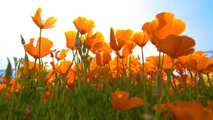 春风吹拂金色的花朵21秒视频
