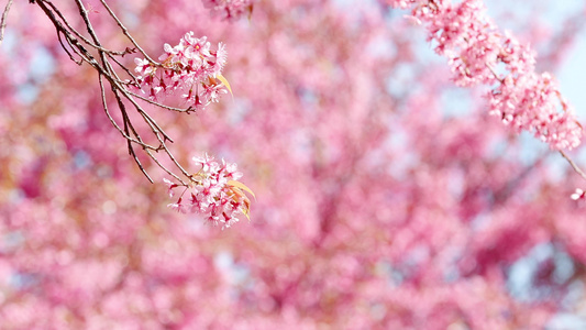 4K实拍春天娇艳盛开的樱花特写风景视频视频