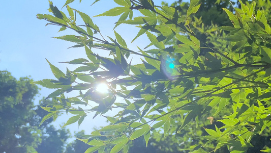 4K实拍正午阳光穿过枫叶唯美空镜视频
