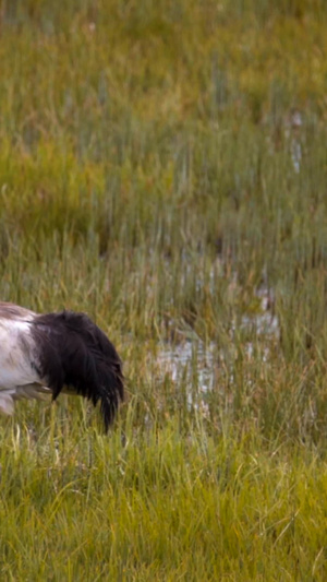 黑颈鹤保护动物15秒视频